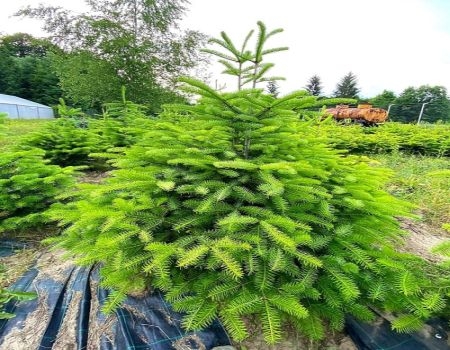 ocolul silvic vidraru arges stiri curtea de arges